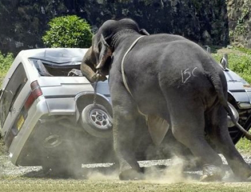 Angry Elephant Revisited: Of Mice and Men… and Elephants