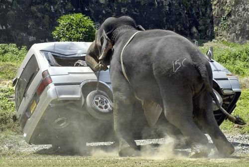 This Elephant is Angry. Angry Elephants sounds like a kids game, doesn't it?